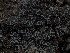  ( - HAY-F-004376)  @11 [ ] by-nc (2023) Stu Pickell Fungal Diversity Survey