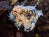  ( - HAY-F-000994)  @11 [ ] by-nc (2023) Dean Lyons Fungal Diversity Survey
