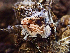  ( - HAY-F-000994)  @11 [ ] by-nc (2023) Dean Lyons Fungal Diversity Survey