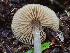  ( - HAY-F-001006)  @11 [ ] by-nc (2023) Dean Lyons Fungal Diversity Survey