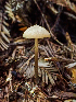  ( - HAY-F-001006)  @11 [ ] by-nc (2023) Dean Lyons Fungal Diversity Survey