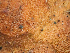 ( - HAY-F-001009)  @11 [ ] by-nc (2023) Dean Lyons Fungal Diversity Survey