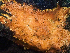  ( - HAY-F-001009)  @11 [ ] by-nc (2023) Dean Lyons Fungal Diversity Survey