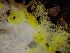  ( - HAY-F-001044)  @11 [ ] by-nc (2023) Dean Lyons Fungal Diversity Survey