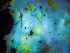  ( - HAY-F-001044)  @11 [ ] by-nc (2023) Dean Lyons Fungal Diversity Survey