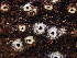  ( - HAY-F-001029)  @11 [ ] by-nc (2023) Dean Lyons Fungal Diversity Survey