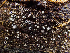  ( - HAY-F-001029)  @11 [ ] by-nc (2023) Dean Lyons Fungal Diversity Survey