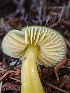  (Gliophorus - HAY-F-001033)  @11 [ ] by-nc (2023) Dean Lyons Fungal Diversity Survey