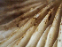 ( - HAY-F-001036)  @11 [ ] by-nc (2023) Dean Lyons Fungal Diversity Survey