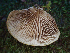  ( - HAY-F-001036)  @11 [ ] by-nc (2023) Dean Lyons Fungal Diversity Survey