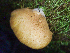  ( - HAY-F-001036)  @11 [ ] by-nc (2023) Dean Lyons Fungal Diversity Survey