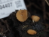  ( - HAY-F-004407)  @11 [ ] by-nc (2023) Stu Pickell Fungal Diversity Survey