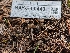  ( - HAY-F-004401)  @11 [ ] by-nc (2023) Stu Pickell Fungal Diversity Survey