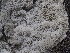  (Irpex - HAY-F-004383)  @11 [ ] by-nc (2023) Stu Pickell Fungal Diversity Survey