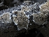  (Steccherinum - HAY-F-004384)  @11 [ ] by-nc (2023) Stu Pickell Fungal Diversity Survey