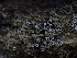  ( - HAY-F-004404)  @11 [ ] by-nc (2023) Stu Pickell Fungal Diversity Survey