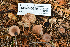  (Gymnopus sp. earleae-PNW05 - HAY-F-001019)  @11 [ ] by-nc (2023) Christian Schwarz Fungal Diversity Survey