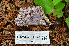  (Clavaria sp. CA04 - HAY-F-001021)  @11 [ ] by-nc (2023) Christian Schwarz Fungal Diversity Survey