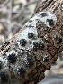  ( - HAY-F-002713)  @11 [ ] c (2023) Rudy Diaz Fungal Diversity Survey