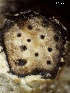  ( - HAY-F-002713)  @11 [ ] c (2023) Rudy Diaz Fungal Diversity Survey