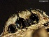 ( - HAY-F-002713)  @11 [ ] c (2023) Rudy Diaz Fungal Diversity Survey