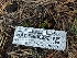  ( - HAY-F-000932)  @11 [ ] by-nc (2023) Warren Cardimona Fungal Diversity Survey
