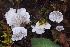  ( - HAY-F-000786)  @11 [ ] cc-by-nc (2023) Warren Cardimona FunDiS