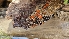  ( - HAY-F-002200)  @11 [ ] by-nc (2023) Thea Chesney Fungal Diversity Survey