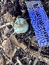  ( - HAY-F-001260)  @11 [ ] by-nc (2023) Aaron Tupac Fungal Diversity Survey
