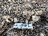  ( - HAY-F-001260)  @11 [ ] by-nc (2023) Aaron Tupac Fungal Diversity Survey