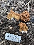  ( - HAY-F-001270)  @11 [ ] by-nc (2023) Aaron Tupac Fungal Diversity Survey
