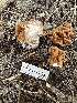  ( - HAY-F-001270)  @11 [ ] by-nc (2023) Aaron Tupac Fungal Diversity Survey