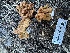  ( - HAY-F-001270)  @11 [ ] by-nc (2023) Aaron Tupac Fungal Diversity Survey
