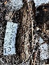 (Crucibulum sp. laeve-CA01 - HAY-F-001218)  @11 [ ] by-nc (2023) Aaron Tupac Fungal Diversity Survey