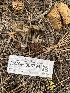  ( - HAY-F-003794)  @11 [ ] by-nc (2023) Grace Stark Fungal Diversity Survey