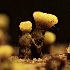 ( - HAY-F-002711)  @11 [ ] c (2023) Rudy Diaz Fungal Diversity Survey