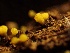  ( - HAY-F-002711)  @11 [ ] c (2023) Rudy Diaz Fungal Diversity Survey
