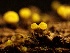  ( - HAY-F-002711)  @11 [ ] c (2023) Rudy Diaz Fungal Diversity Survey