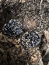 ( - HAY-F-002708)  @11 [ ] c (2023) Rudy Diaz Fungal Diversity Survey