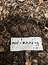 ( - HAY-F-002708)  @11 [ ] c (2023) Rudy Diaz Fungal Diversity Survey