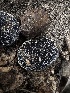  (Melanogaster sp. CA01 - HAY-F-002708)  @11 [ ] c (2023) Rudy Diaz Fungal Diversity Survey