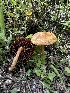  ( - HAY-F-002722)  @11 [ ] c (2023) Rudy Diaz Fungal Diversity Survey