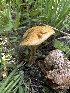  ( - HAY-F-002722)  @11 [ ] c (2023) Rudy Diaz Fungal Diversity Survey