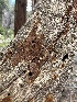 (Hymenochaete sp. CA02 - HAY-F-002723)  @11 [ ] c (2023) Rudy Diaz Fungal Diversity Survey