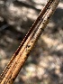  (Lophodermium baculiferum - HAY-F-005170)  @11 [ ] c (2023) Rudy Diaz Fungal Diversity Survey