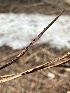  ( - HAY-F-005239)  @11 [ ] c (2023) Rudy Diaz Fungal Diversity Survey