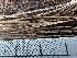  ( - HAY-F-005239)  @11 [ ] c (2023) Rudy Diaz Fungal Diversity Survey