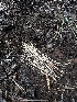  ( - HAY-F-005239)  @11 [ ] c (2023) Rudy Diaz Fungal Diversity Survey