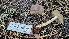 ( - HAY-F-002209)  @11 [ ] by-nc (2023) Thea Chesney Fungal Diversity Survey