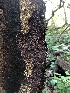  ( - HAY-F-001017)  @11 [ ] by-nc (2023) Dean Lyons Fungal Diversity Survey